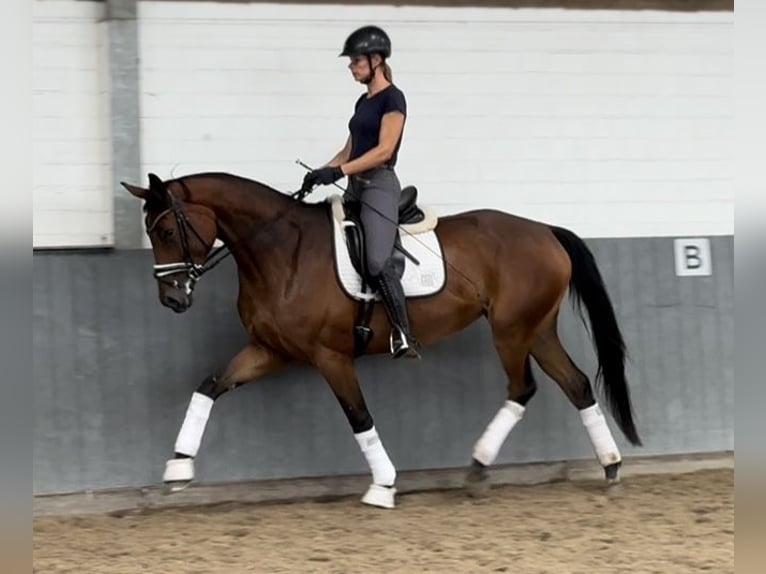 Hanoverian Mare 5 years 16,2 hh Brown in Tiddische