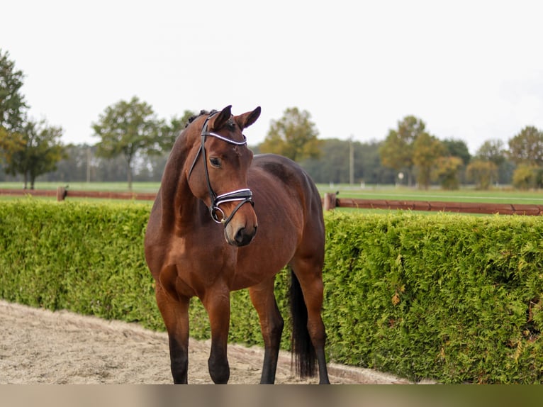Hanoverian Mare 5 years 16,2 hh Brown in Tiddische