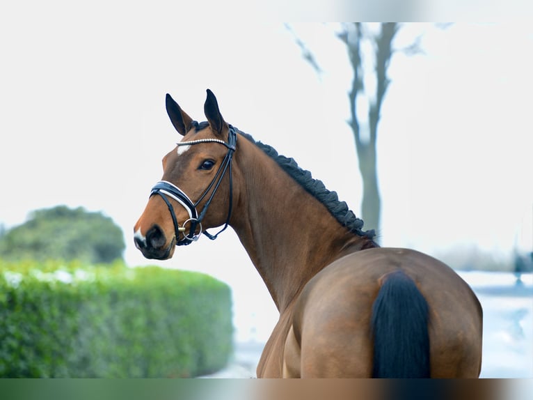 Hanoverian Mare 5 years 16,2 hh Brown in Vechta