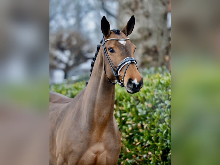 Hanoverian Mare 5 years 16,2 hh Brown in Vechta