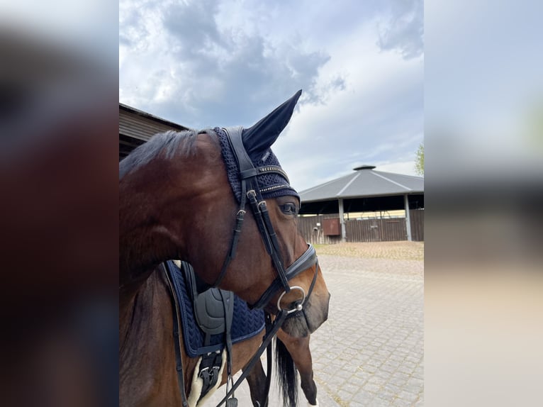Hanoverian Mare 5 years 16,2 hh Brown in Z&#xF6;rbig