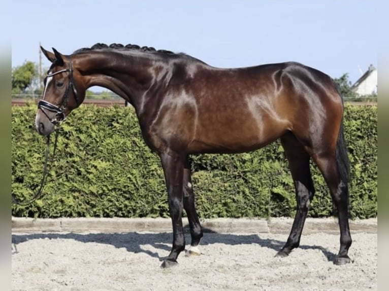 Hanoverian Mare 5 years 16,2 hh Brown in Z&#xF6;rbig