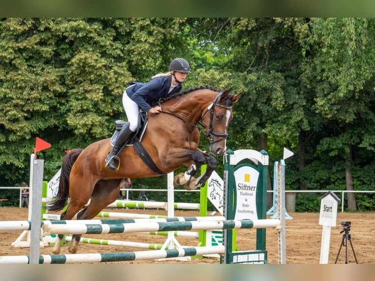 Hanoverian Mare 5 years 16,2 hh Brown in D&#xF6;beln