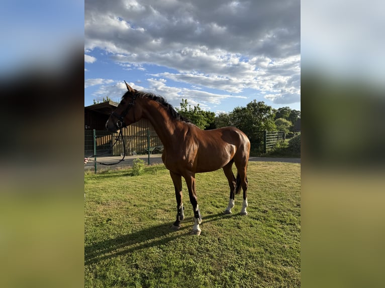 Hanoverian Mare 5 years 16,2 hh Brown in Hassel