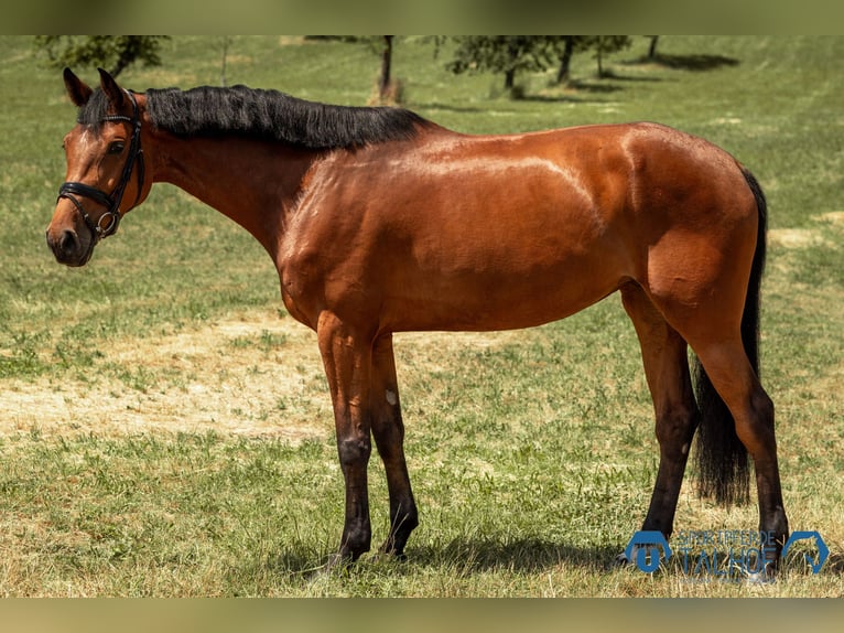 Hanoverian Mare 5 years 16,2 hh Brown in Korntal-M&#xFC;nchingen