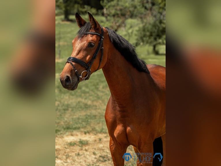 Hanoverian Mare 5 years 16,2 hh Brown in Korntal-M&#xFC;nchingen