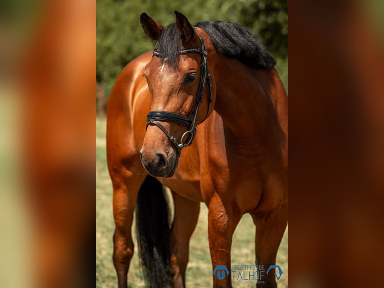 Hanoverian Mare 5 years 16,2 hh Brown in Korntal-M&#xFC;nchingen