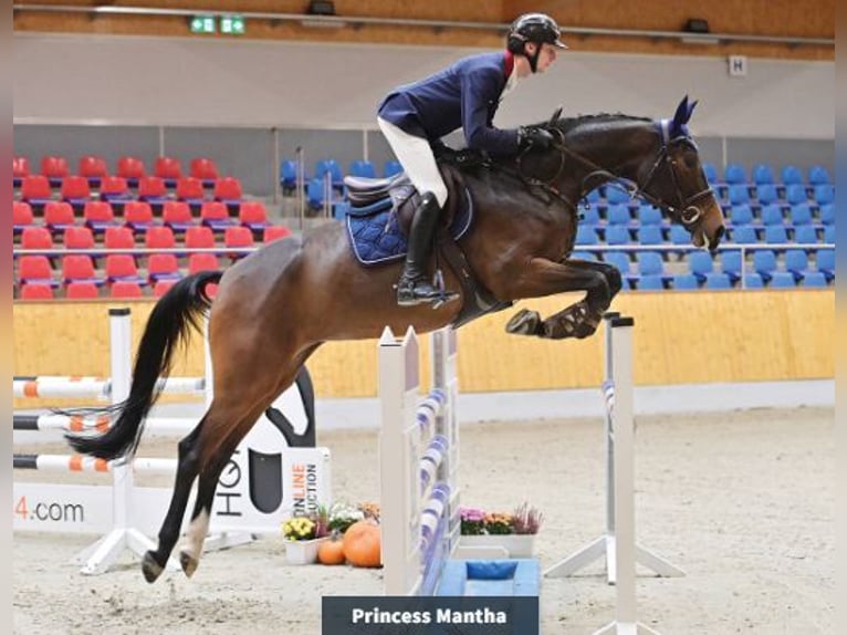 Hanoverian Mare 5 years 16,2 hh Brown in Vechta