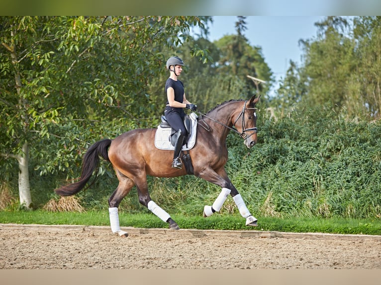 Hanoverian Mare 5 years 16,2 hh Brown in Verden (Aller)