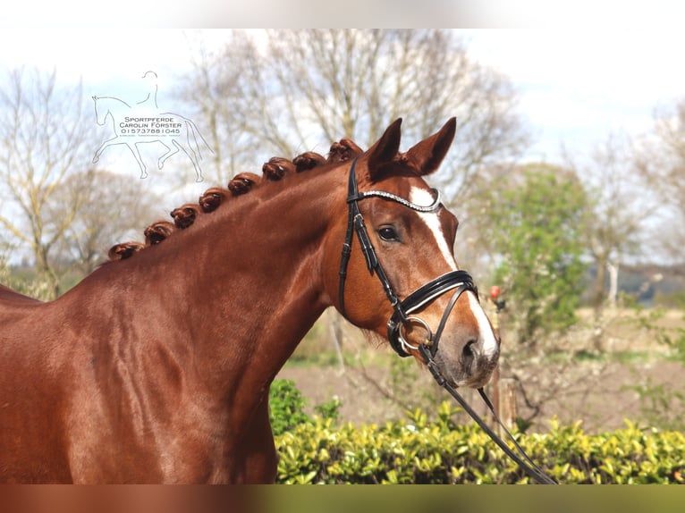 Hanoverian Mare 5 years 16,2 hh Chestnut in Reeßum