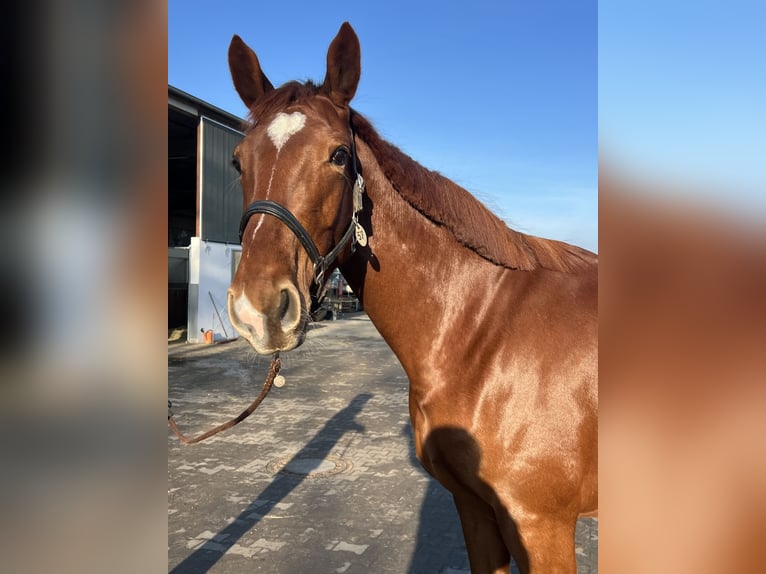 Hanoverian Mare 5 years 16,2 hh Chestnut in Dallgow-D&#xF6;beritz