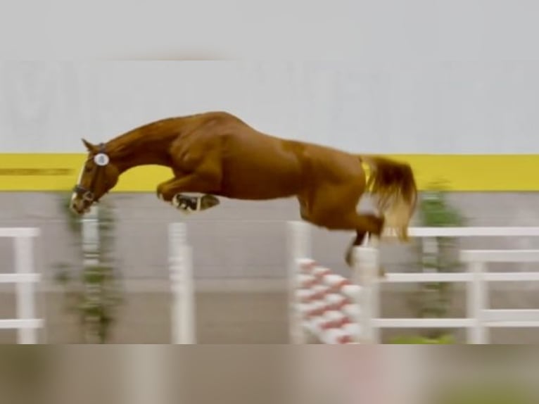 Hanoverian Mare 5 years 16,2 hh Chestnut-Red in Bopfingen