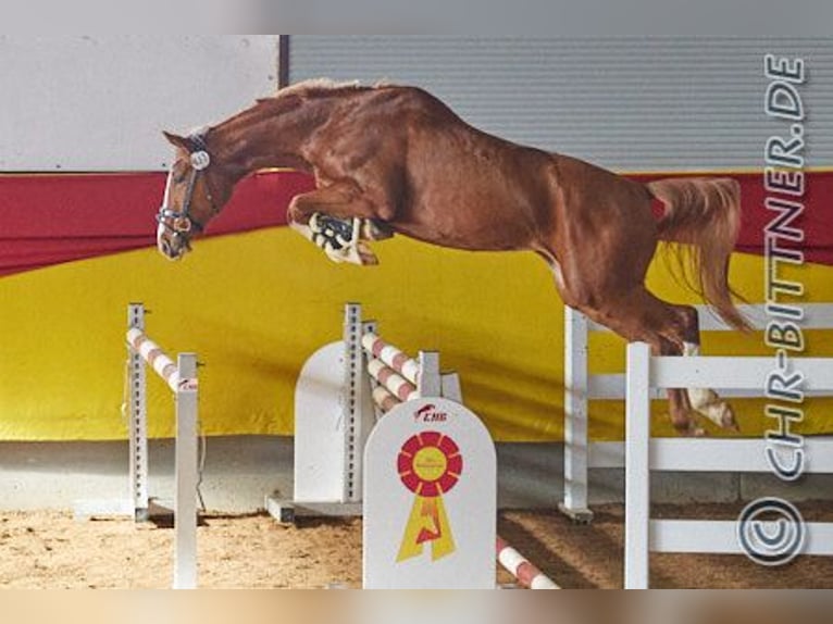 Hanoverian Mare 5 years 16,2 hh Chestnut-Red in Bopfingen