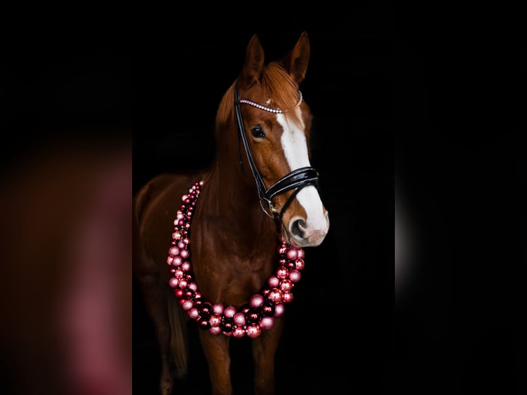 Hanoverian Mare 5 years 16,2 hh Chestnut-Red in Bopfingen