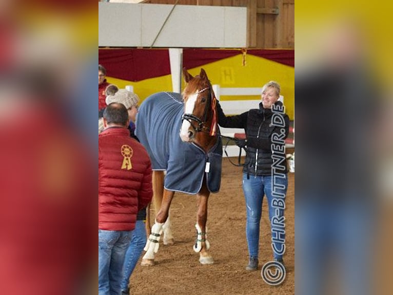 Hanoverian Mare 5 years 16,2 hh Chestnut-Red in Bopfingen