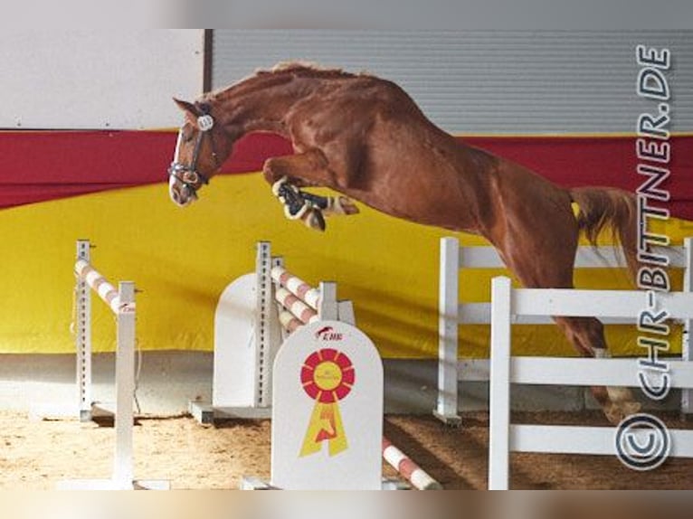 Hanoverian Mare 5 years 16,2 hh Chestnut-Red in Bopfingen