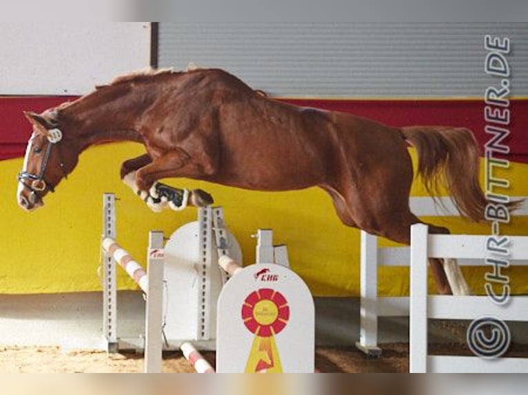 Hanoverian Mare 5 years 16,2 hh Chestnut-Red in Bopfingen