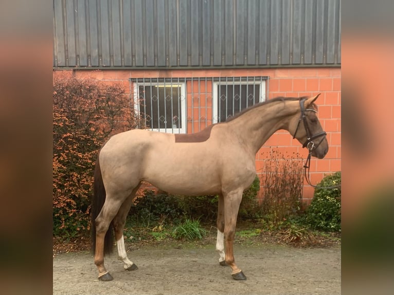 Hanoverian Mare 5 years 16,2 hh Chestnut-Red in Hepstedt