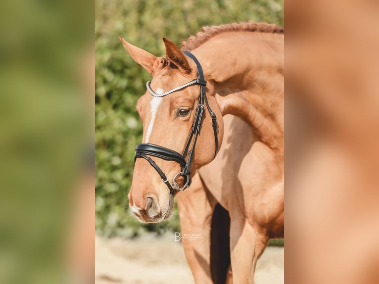 Hanoverian Mare 5 years 16,2 hh Chestnut-Red in Ohrensen