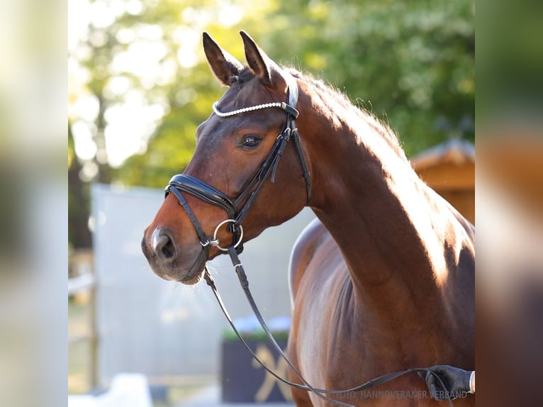 Hanoverian Mare 5 years 16,2 hh Chestnut-Red in Verden