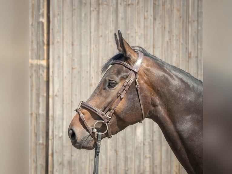 Hanoverian Mare 5 years 16,2 hh in Langelsheim