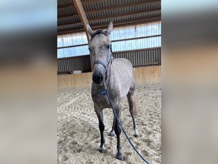 Hanoverian Mare 5 years 16,2 hh Grey-Blue-Tan in Neukalen