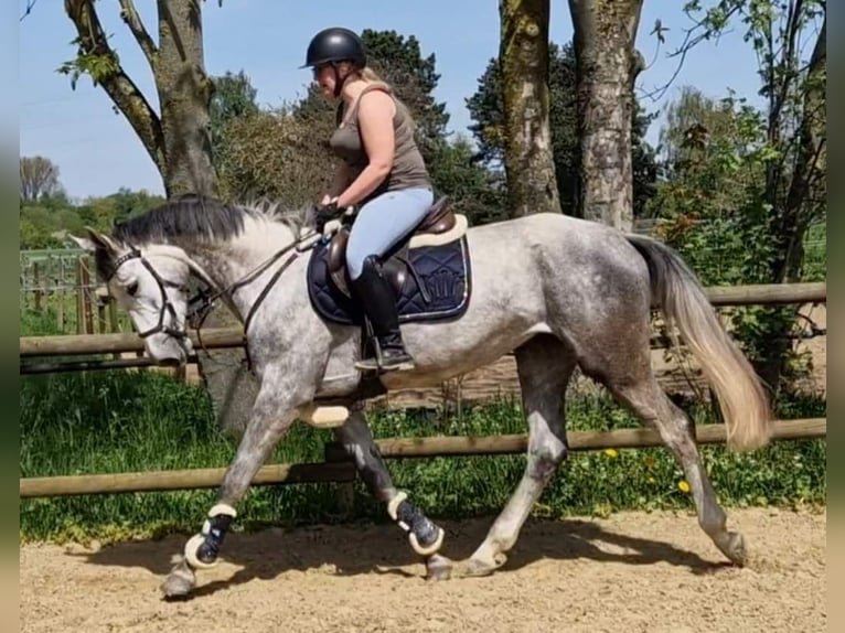Hanoverian Mare 5 years 16,2 hh Grey in Korschenbroich