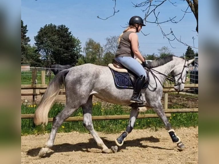 Hanoverian Mare 5 years 16,2 hh Grey in Korschenbroich