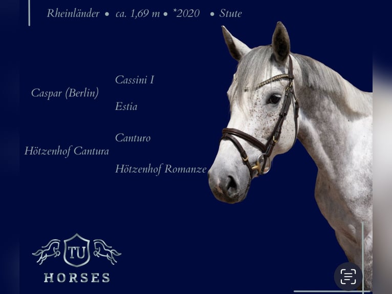 Hanoverian Mare 5 years 16,2 hh in Uedem