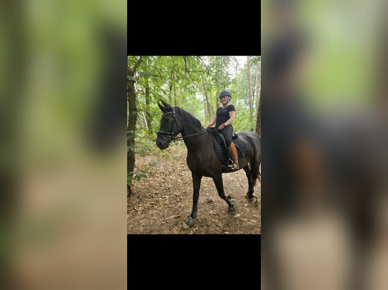 Hanoverian Mare 5 years 16,2 hh Smoky-Black in Hamminkeln