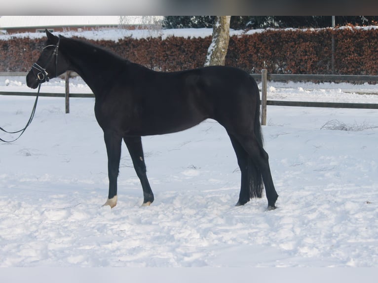 Hanoverian Mare 5 years 16,3 hh Black in Hepstedt