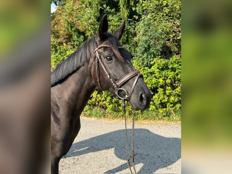 Hanoverian Mare 5 years 16,3 hh Black in Drackenstein