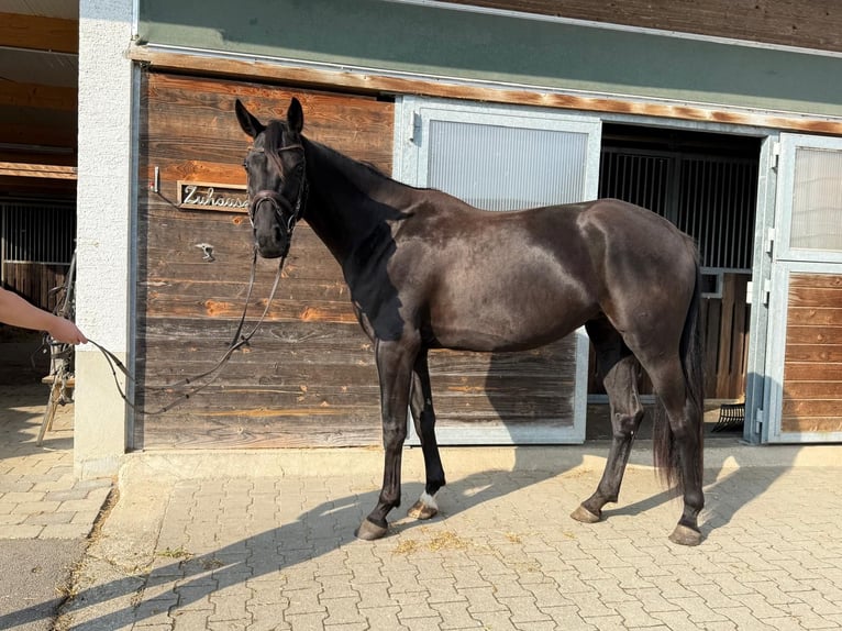 Hanoverian Mare 5 years 16,3 hh Black in Drackenstein