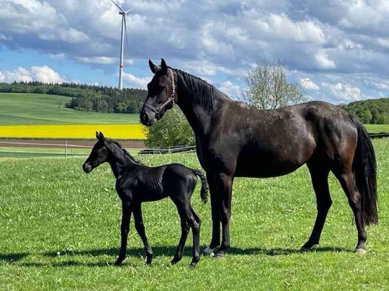 Hanoverian Mare 5 years 16,3 hh Black in Drackenstein
