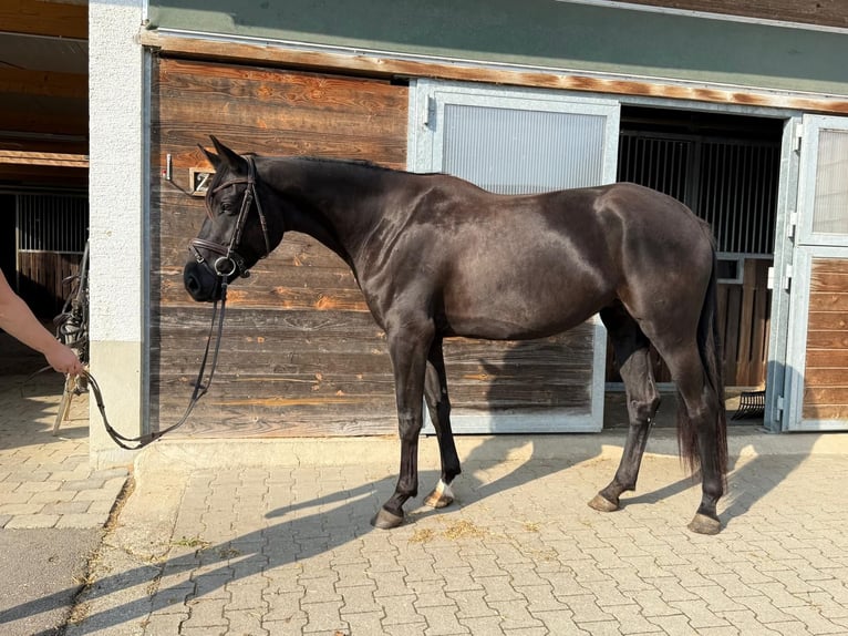 Hanoverian Mare 5 years 16,3 hh Black in Drackenstein