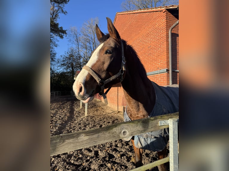 Hanoverian Mare 5 years 16,3 hh Brown in Bramsche
