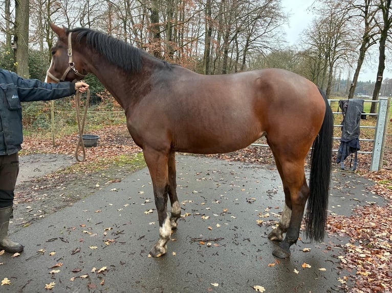 Hanoverian Mare 5 years 16,3 hh Brown in Bramsche