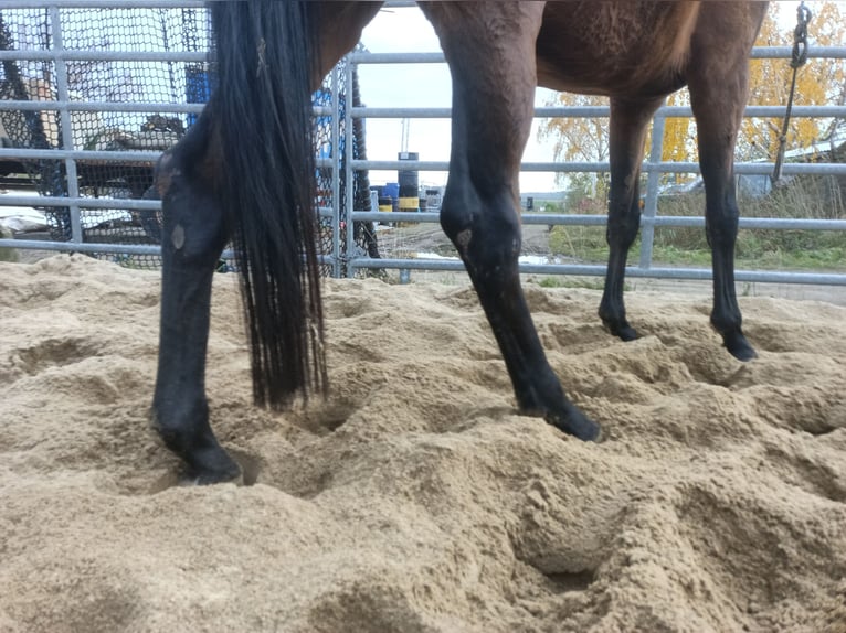 Hanoverian Mare 5 years 16,3 hh Brown in M&#xFC;geln
