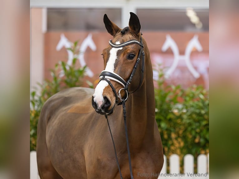 Hanoverian Mare 5 years 16,3 hh Brown in Verden