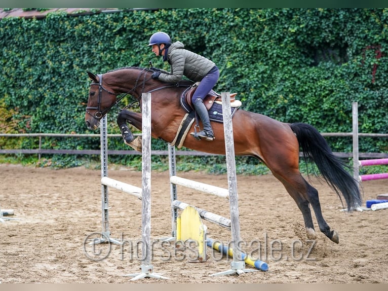 Hanoverian Mare 5 years 16,3 hh Brown in Region Prag