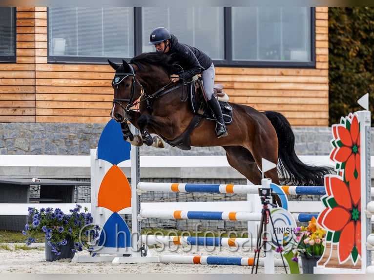 Hanoverian Mare 5 years 16,3 hh Brown in Region Prag