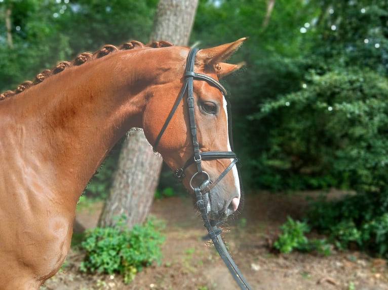 Hanoverian Mare 5 years 16,3 hh Chestnut-Red in Barenburg