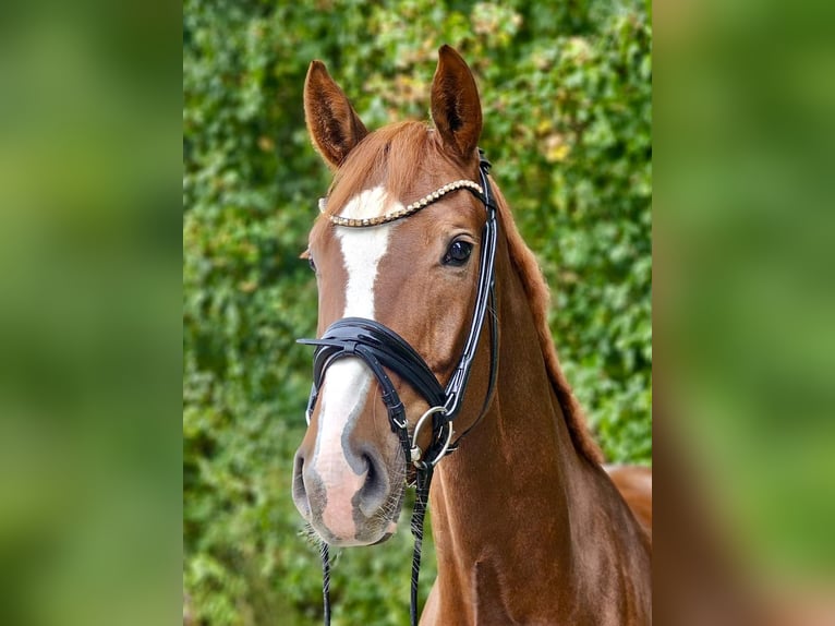 Hanoverian Mare 5 years 16,3 hh Chestnut-Red in Diepholz