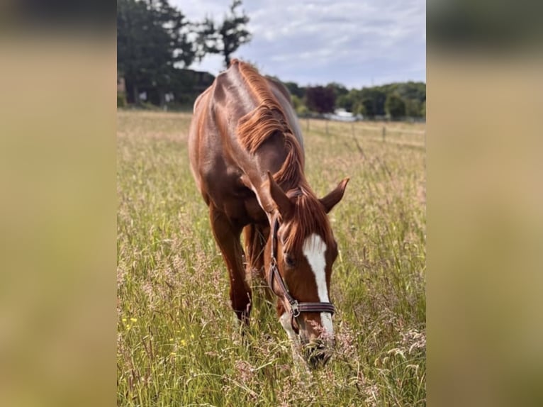 Hanoverian Mare 5 years 16,3 hh Chestnut-Red in Diepholz