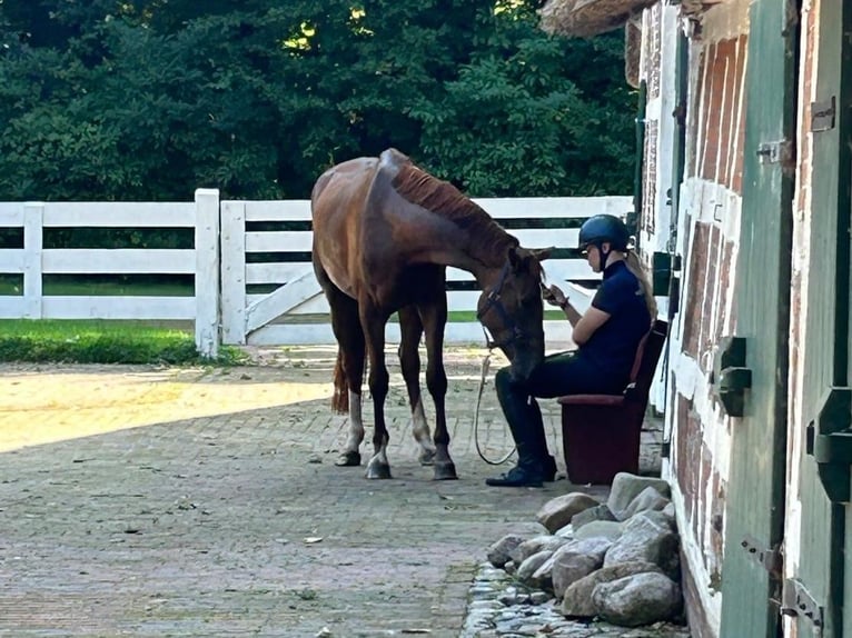 Hanoverian Mare 5 years 16,3 hh Chestnut-Red in Lastrup