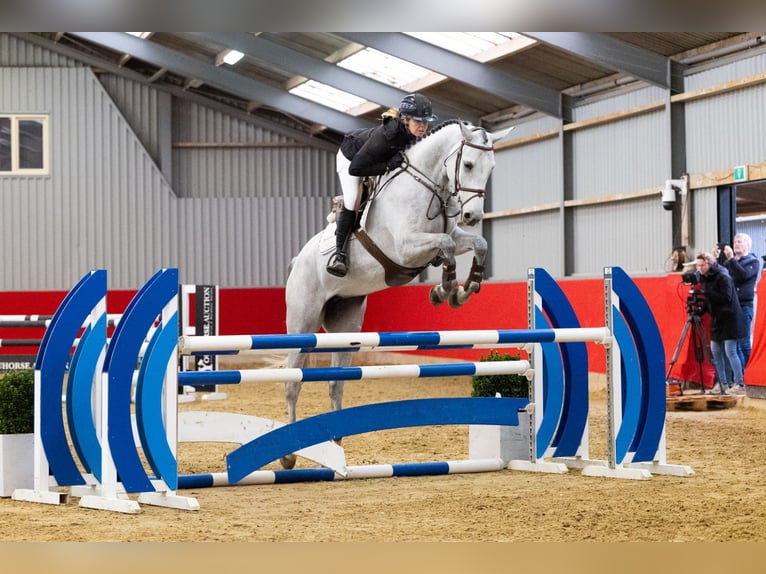 Hanoverian Mare 5 years 16,3 hh Grey in Waddinxveen