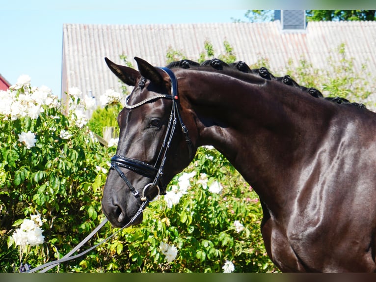 Hanoverian Mare 5 years 17,1 hh Black in Hohenfelde