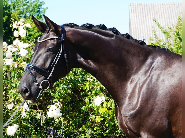 Hanoverian Mare 5 years 17,1 hh Black in Hohenfelde