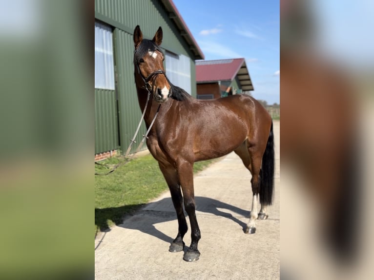 Hanoverian Mare 5 years 17.1 hh Brown in Hittbergen