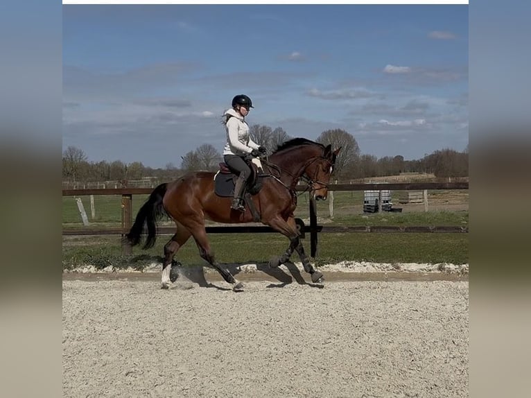 Hanoverian Mare 5 years 17.1 hh Brown in Hittbergen